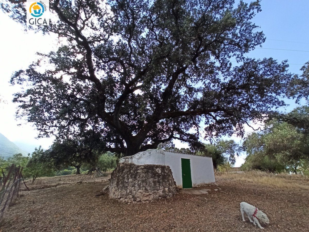 CASA CON PARCELA EN LA SIERRA DE CADIZ -EL BOSQUE