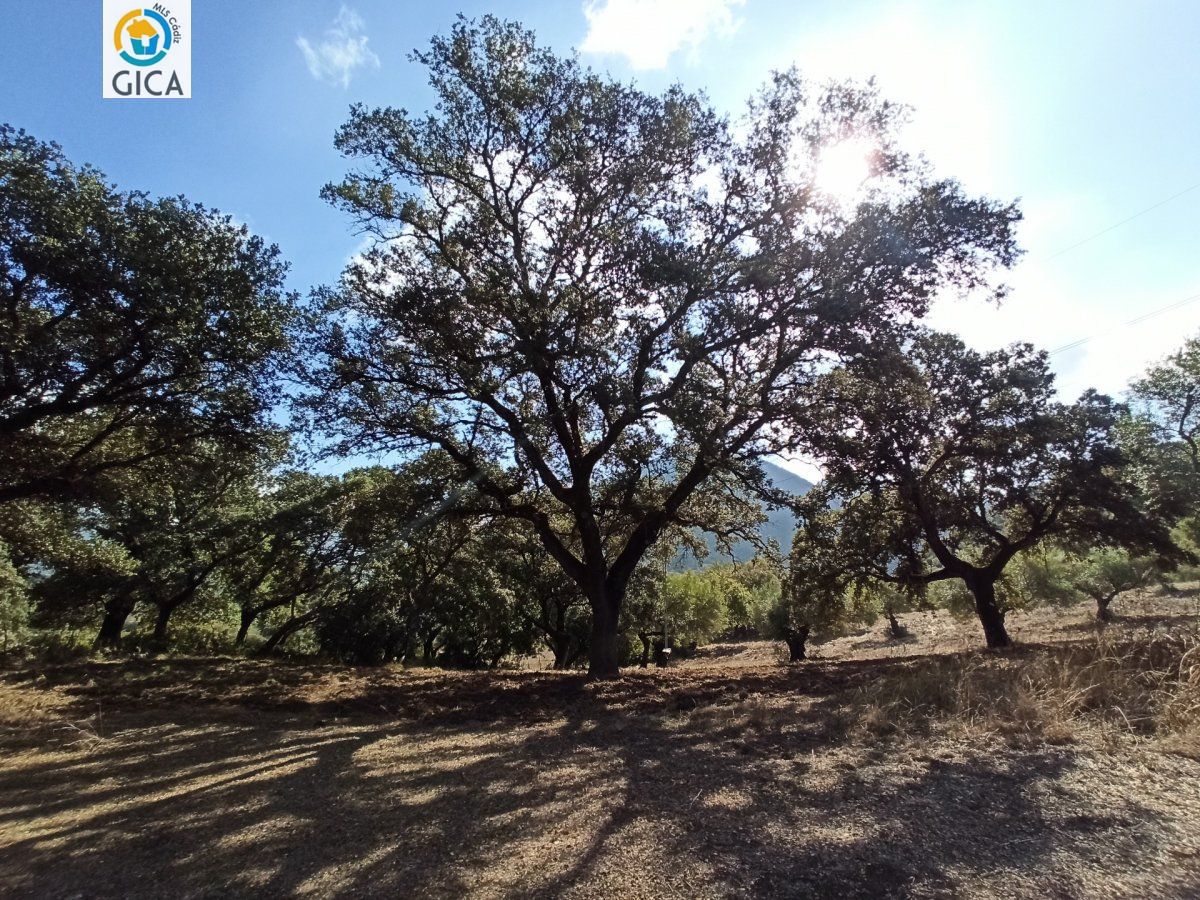CASA CON PARCELA EN LA SIERRA DE CADIZ -EL BOSQUE