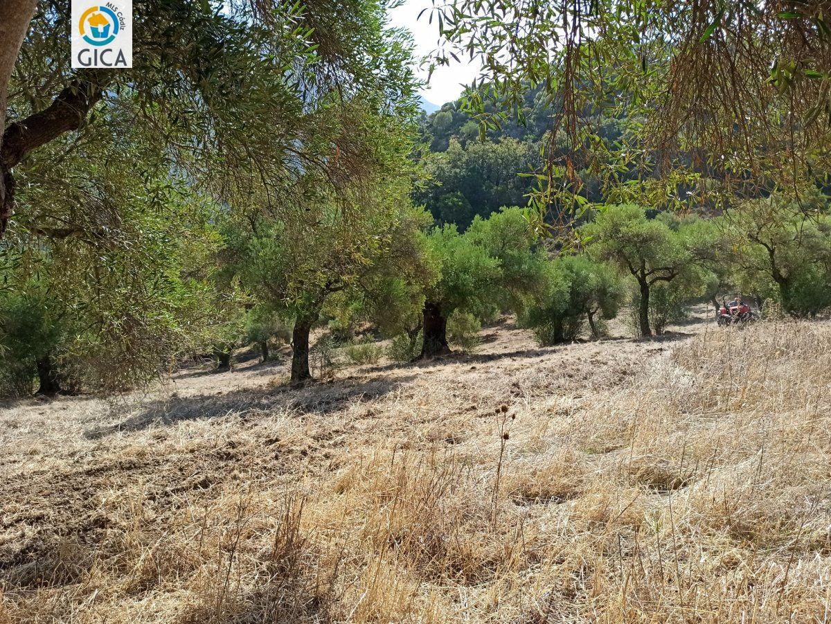 CASA CON PARCELA EN LA SIERRA DE CADIZ -EL BOSQUE