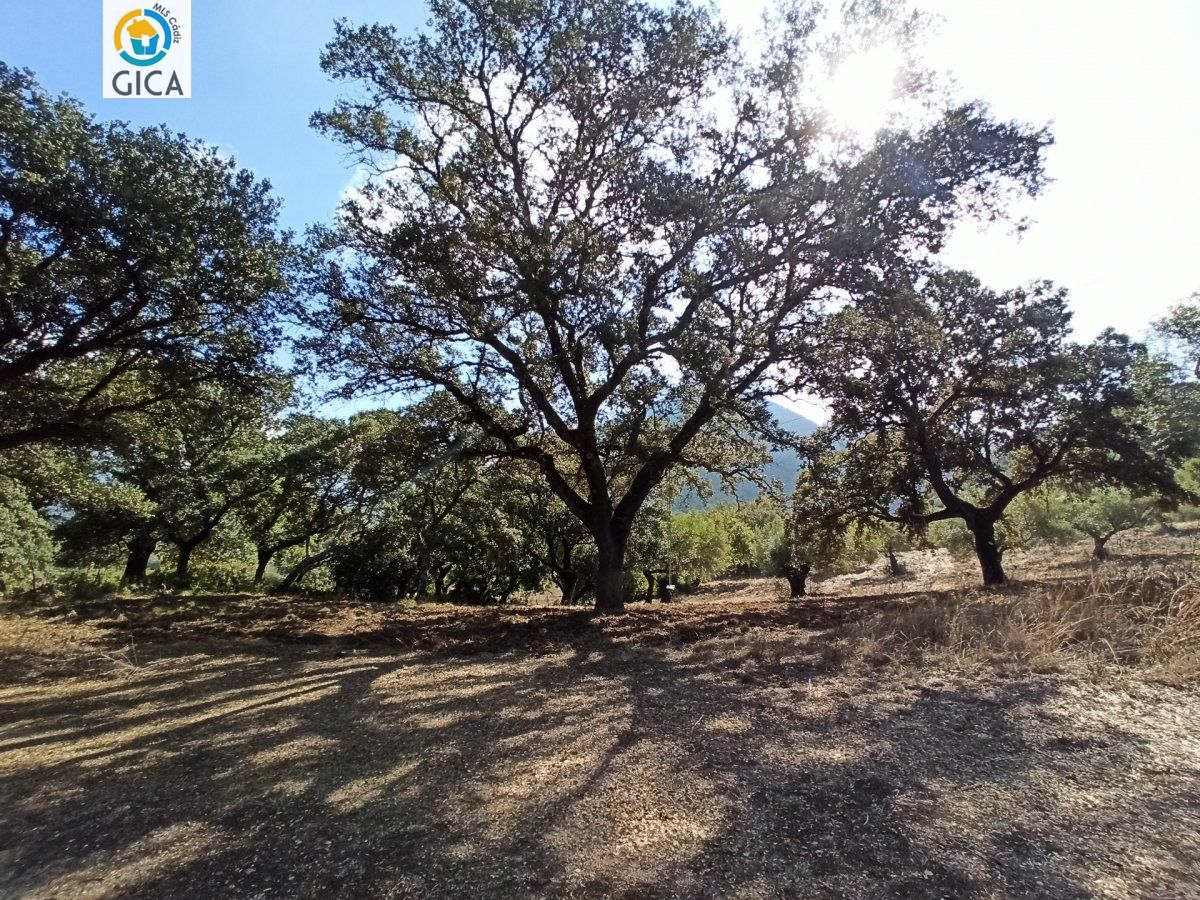 CASA CON PARCELA EN LA SIERRA DE CADIZ -EL BOSQUE
