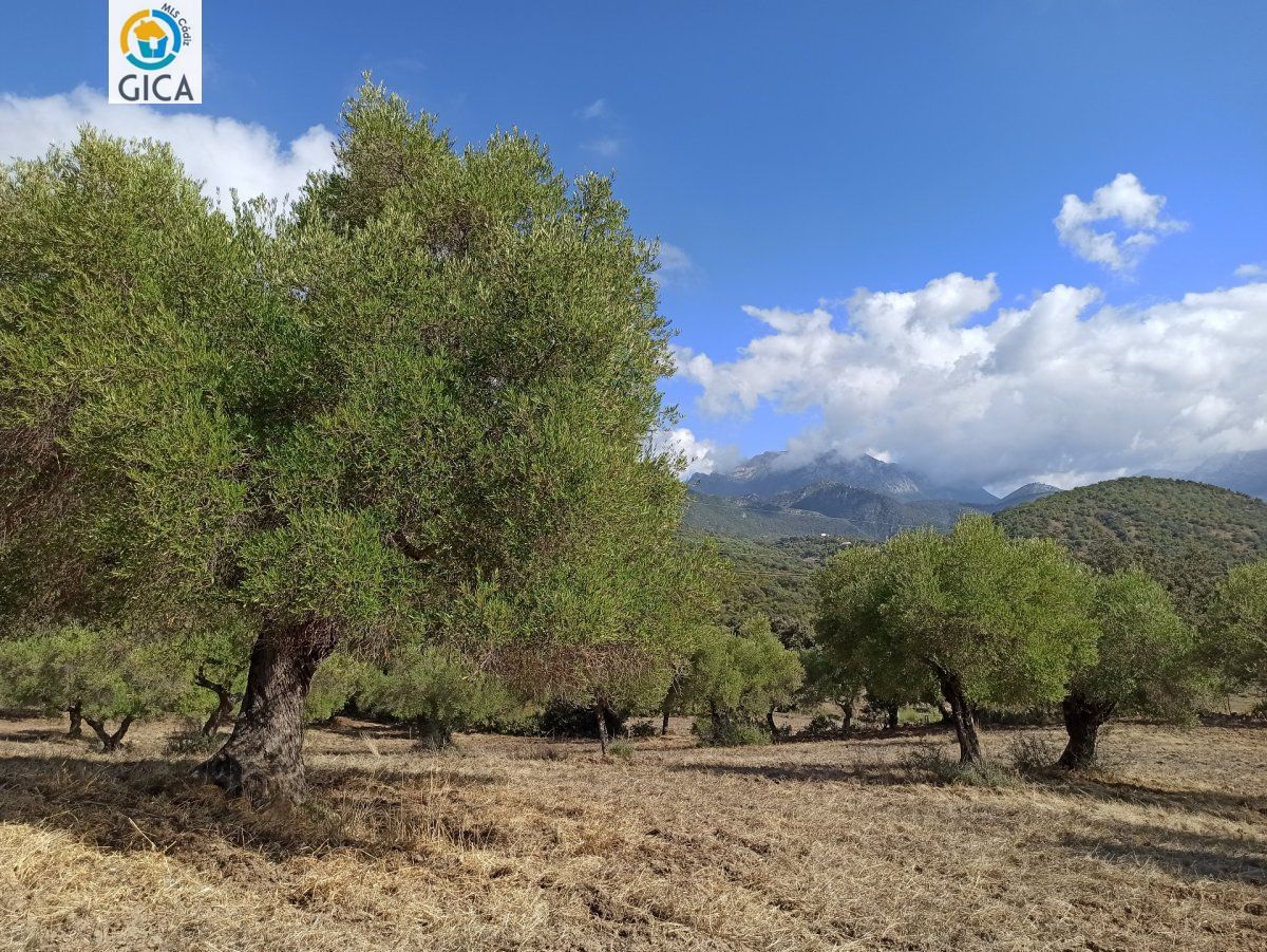 CASA CON PARCELA EN LA SIERRA DE CADIZ -EL BOSQUE