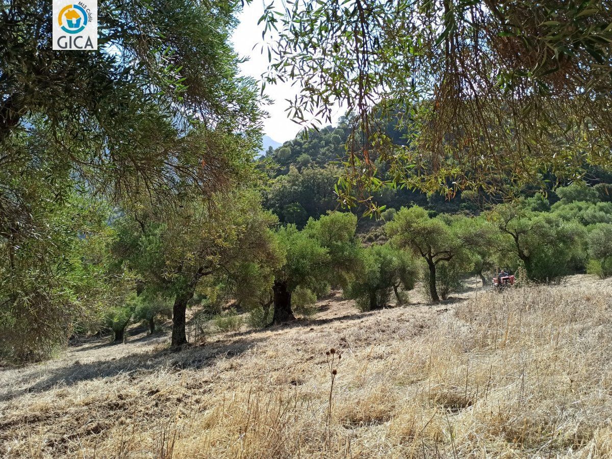 CASA CON PARCELA EN LA SIERRA DE CADIZ -EL BOSQUE
