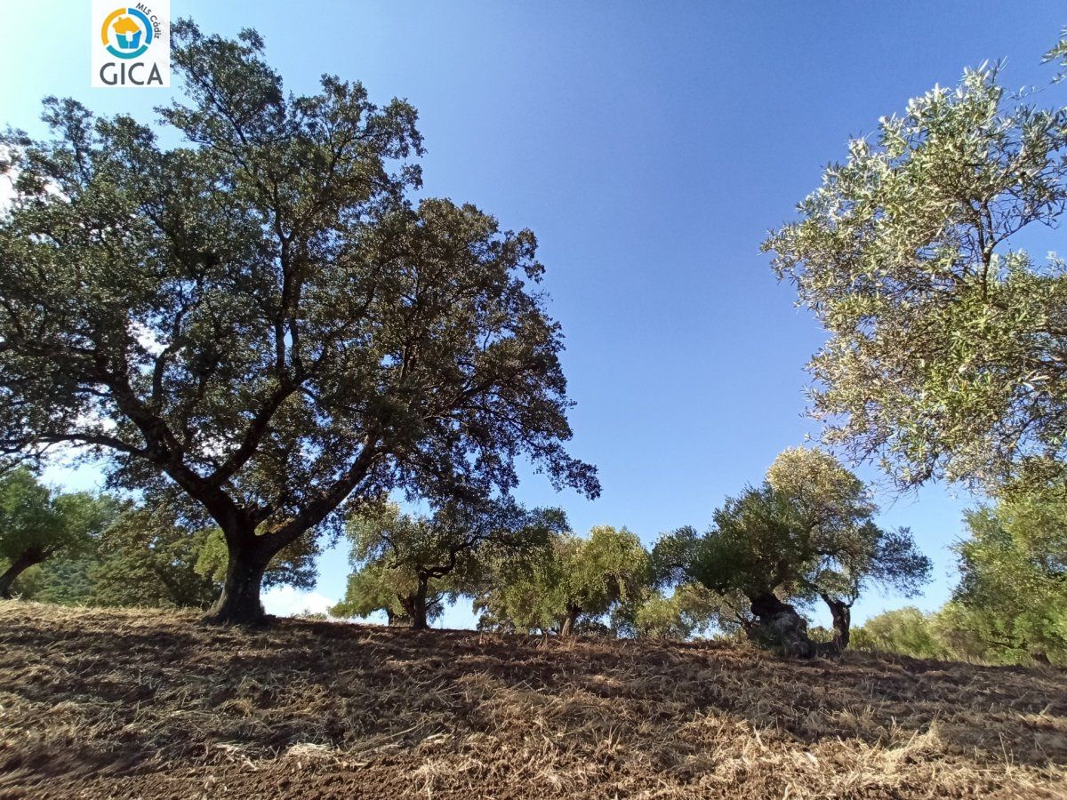 CASA CON PARCELA EN LA SIERRA DE CADIZ -EL BOSQUE