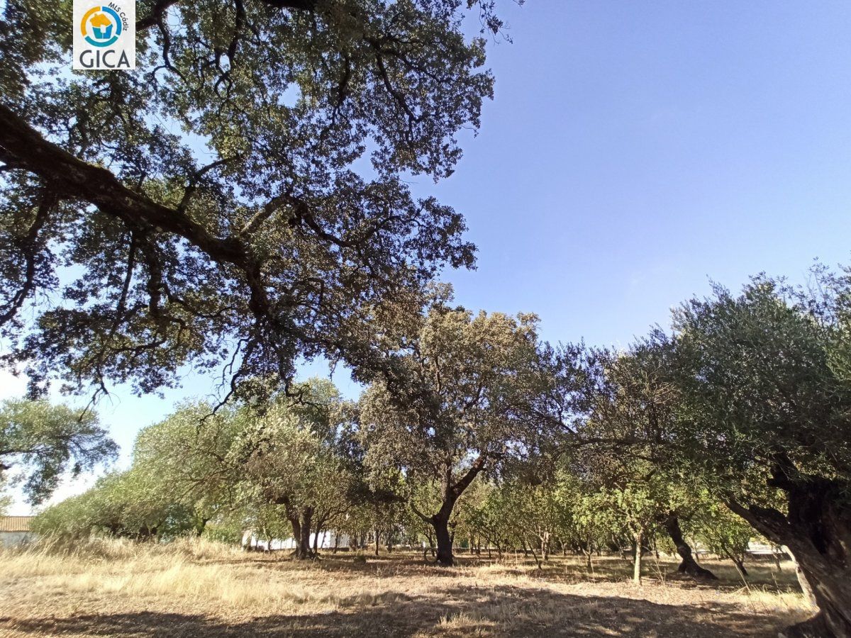CASA CON PARCELA EN LA SIERRA DE CADIZ -EL BOSQUE