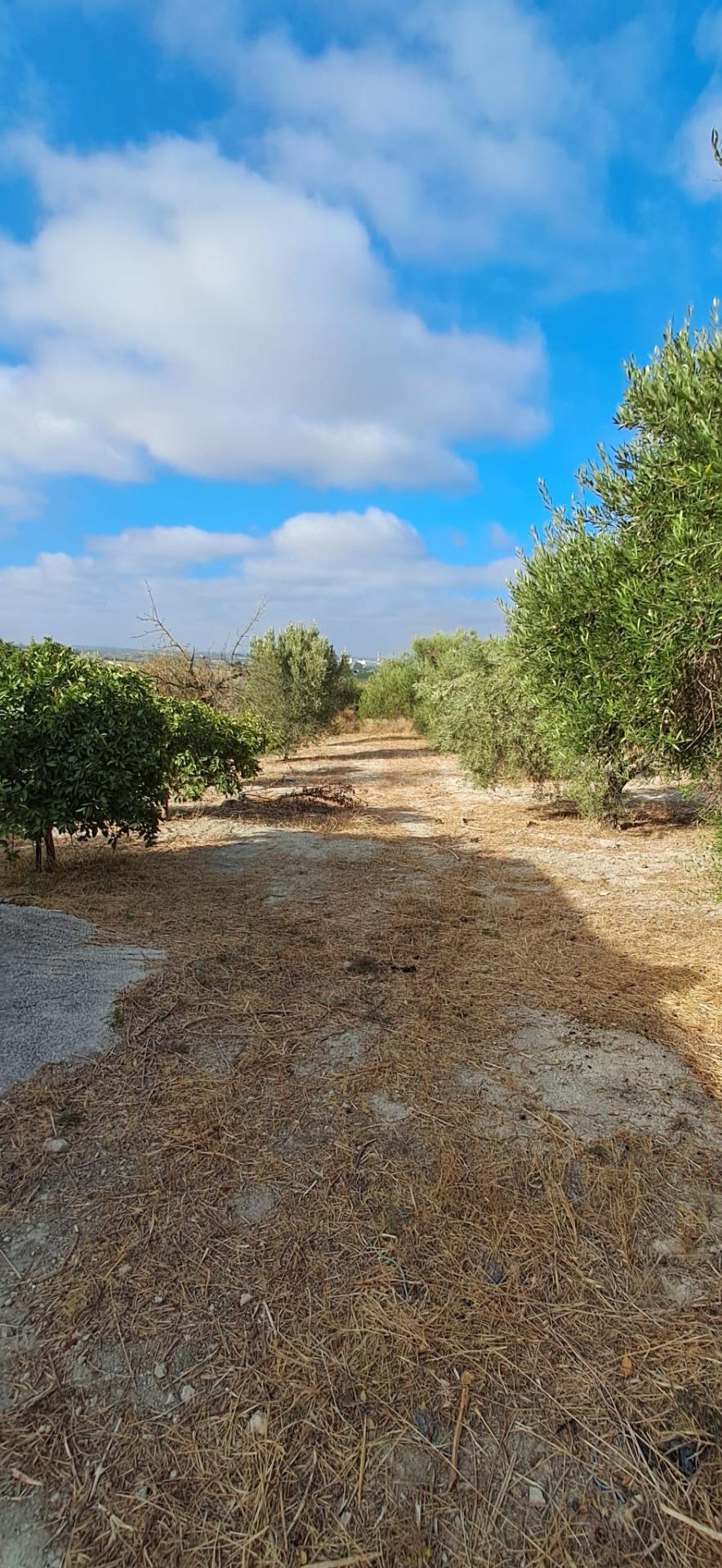 FINCA RÚSTICA EN ARCOS DE LA FRONTERA