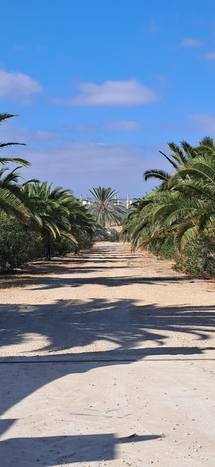 FINCA RÚSTICA EN ARCOS DE LA FRONTERA