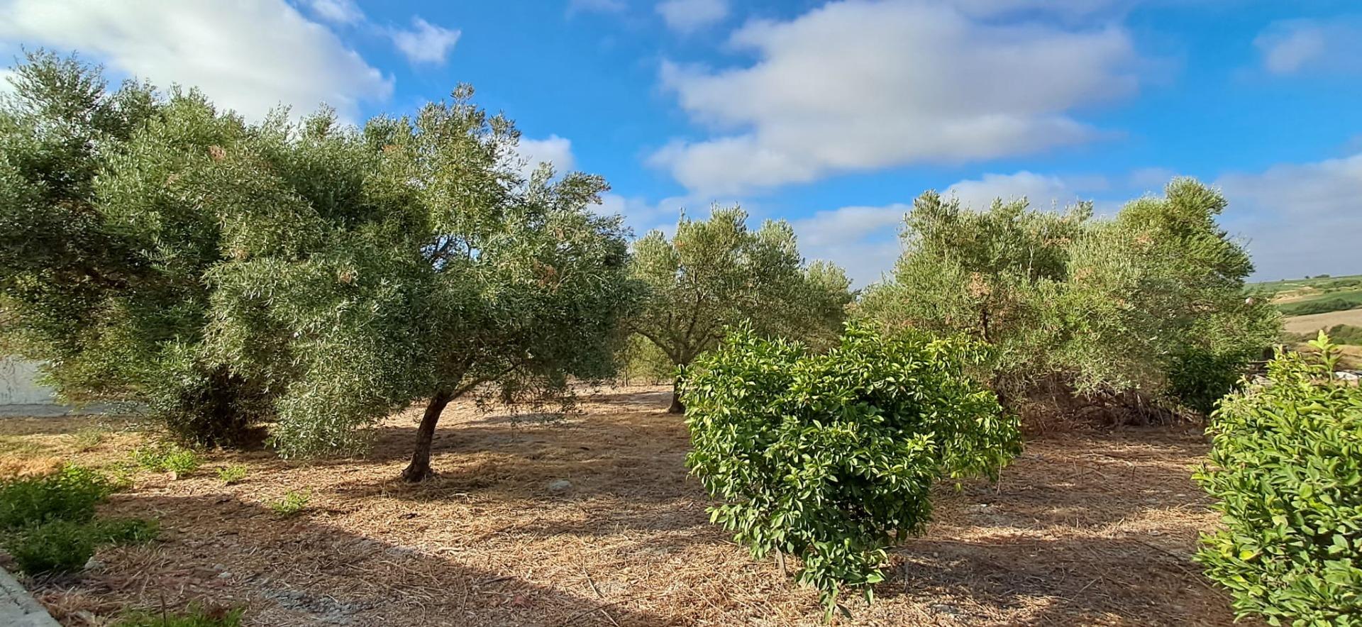 FINCA RÚSTICA EN ARCOS DE LA FRONTERA