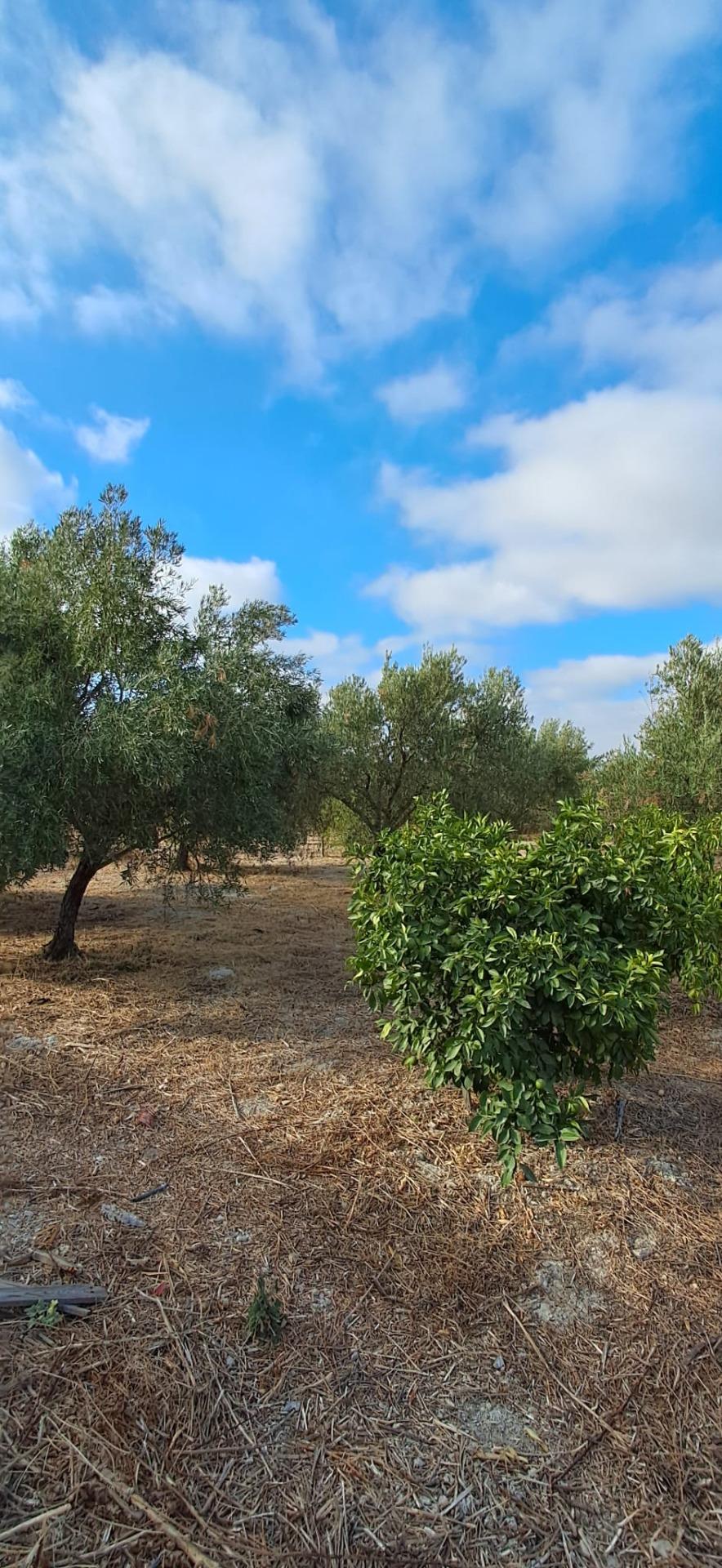 FINCA RÚSTICA EN ARCOS DE LA FRONTERA